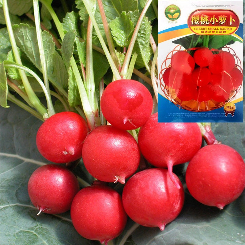 Radish / 樱桃萝卜 (MODEL 176.12C)