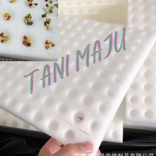 Hydroponic Germination Sponge 100 Cubes with holes for Seedling Aquaponic Semai Benih Hidroponik Span Percambahan  (Model 172)