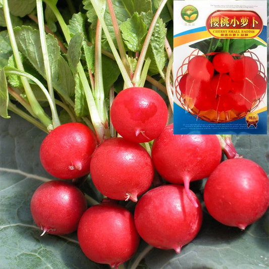 Radish / 樱桃萝卜 (MODEL 176.12C)