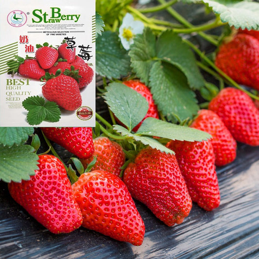 Strawberi (model 176.17E)