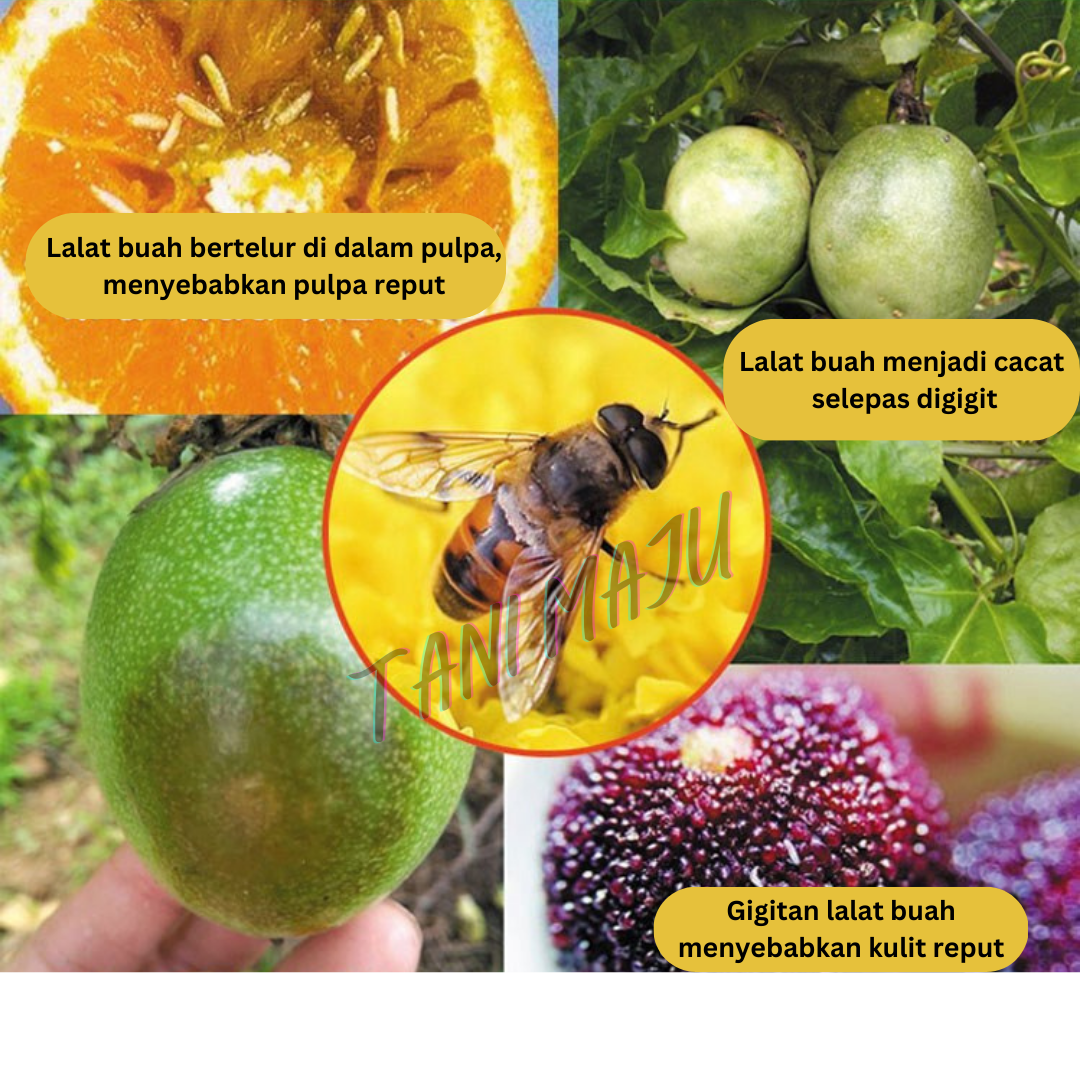 Perangkap Lalat Buah Fruit Fly Trap Ubat Attractant Feromone (Model 168)
