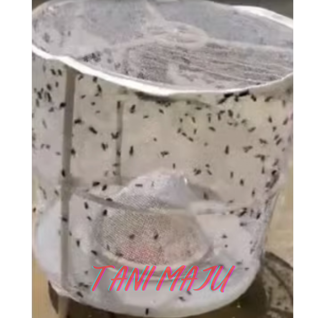 Perangkap Lalat Fly Trap Umpan Lalat Berkesan Ubat Lalat / Perangkap Lalat Fruit Fly Trap Ubat Attractant Feromone (Model 250-251)