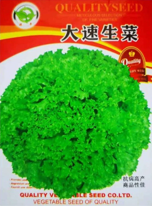 Frisee Lettuce (model 176.30G)