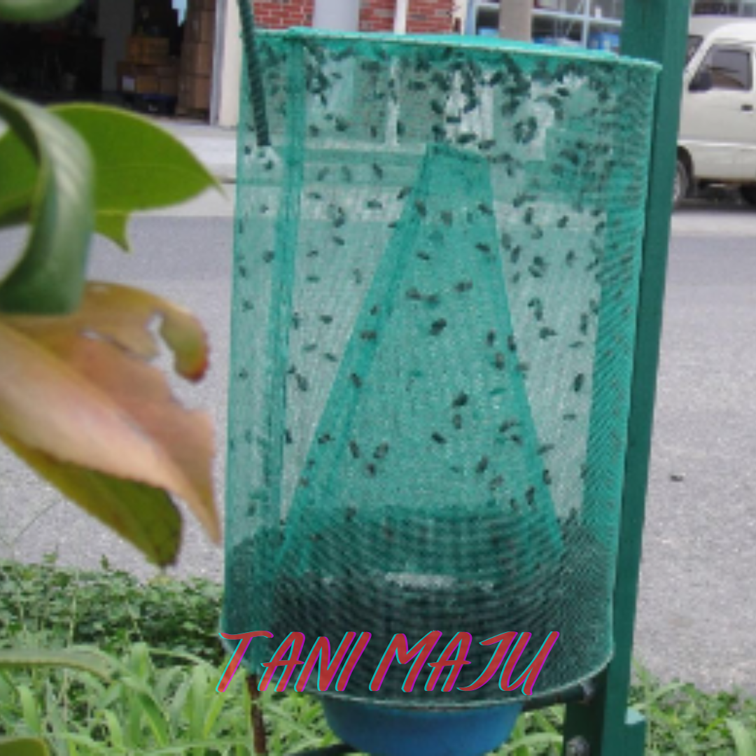 Perangkap Lalat Fly Trap Umpan Lalat Berkesan Ubat Lalat / Perangkap Lalat Fruit Fly Trap Ubat Attractant Feromone (Model 250-251)