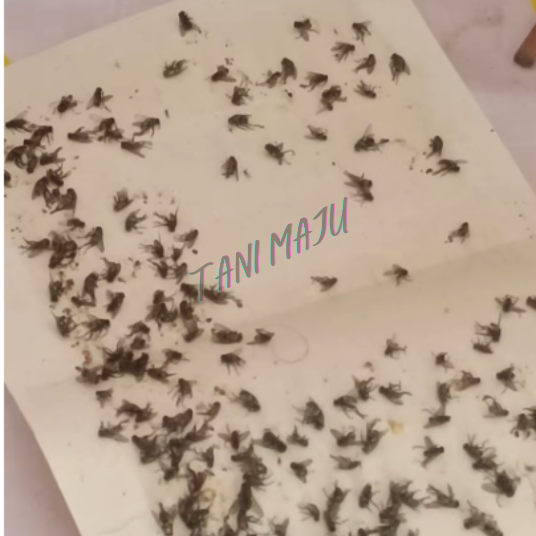 Fly Trap Pelekat Lalat 10pcs (Model 236)