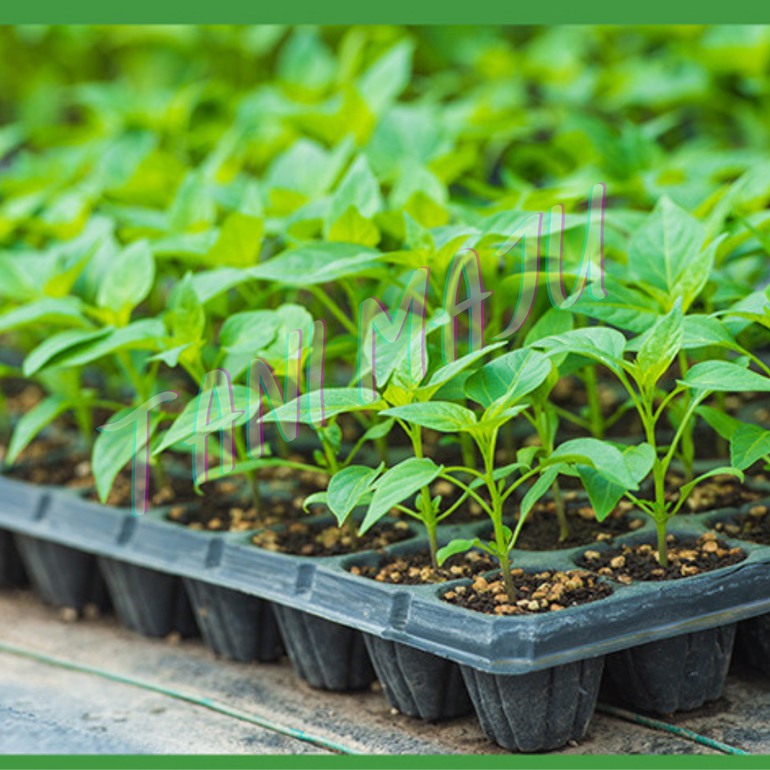 Holes Seedling Tray Plastic Nursery Tray / 50 HOLES / 105HOLES / Bekas Benih Plastic Tray Benih Semaian / 育苗盘 育苗 / (Model 173)