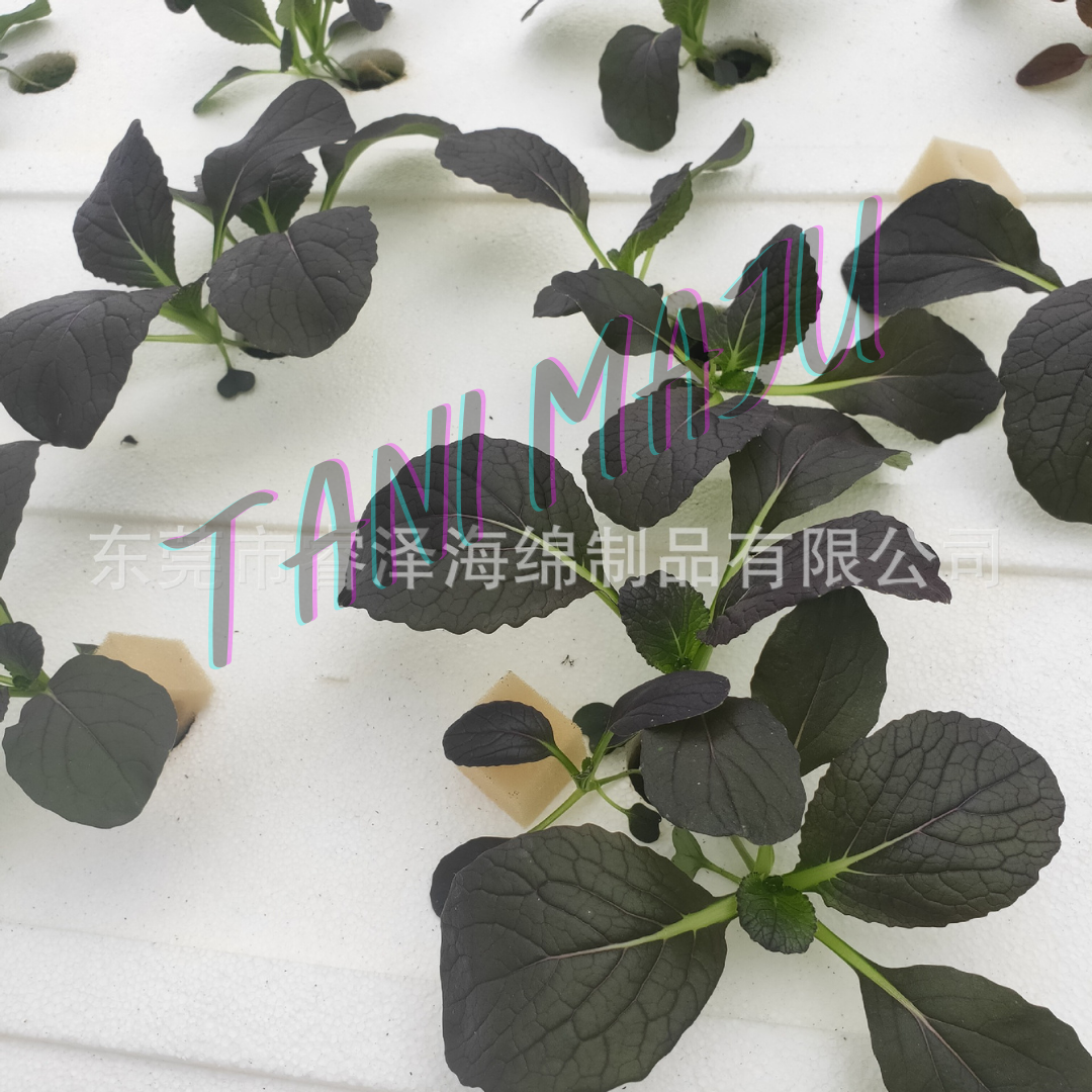 Hydroponic Germination Sponge 100 Cubes with holes for Seedling Aquaponic Semai Benih Hidroponik Span Percambahan  (Model 172)