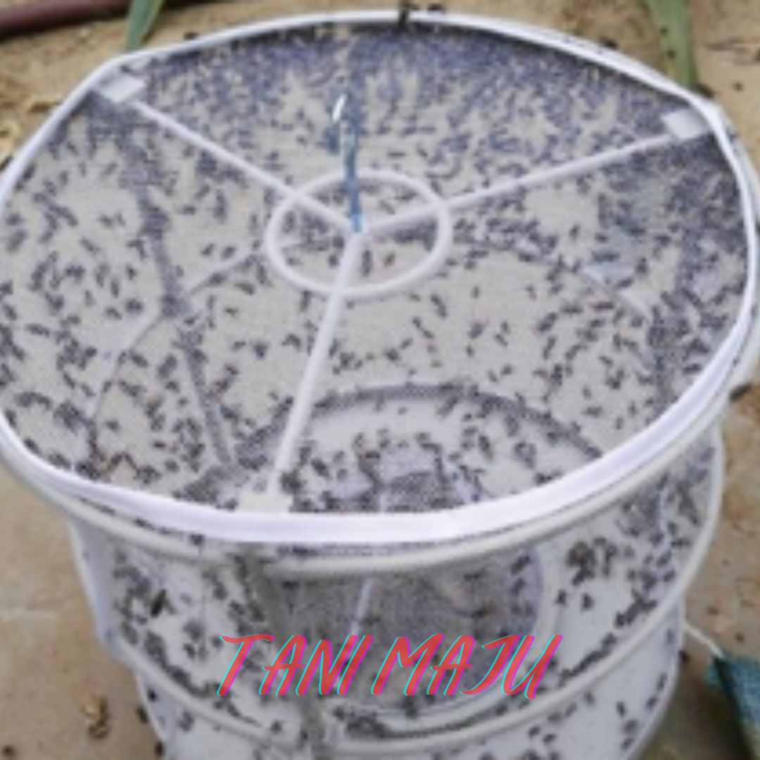 Perangkap Lalat Fly Trap Umpan Lalat Berkesan Ubat Lalat / Perangkap Lalat Fruit Fly Trap Ubat Attractant Feromone (Model 250-251)