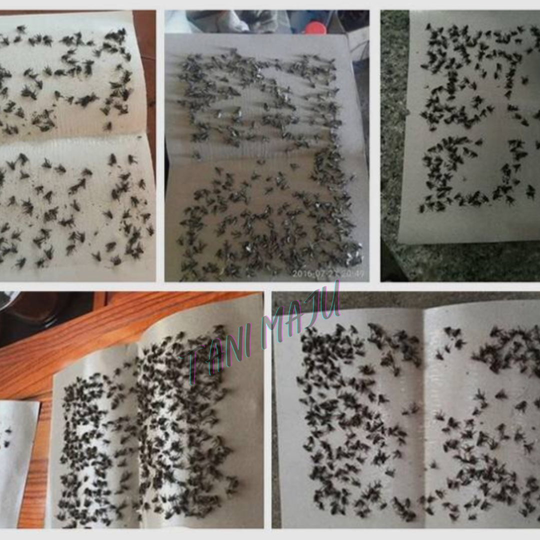Fly Trap Pelekat Lalat 10pcs (Model 236)