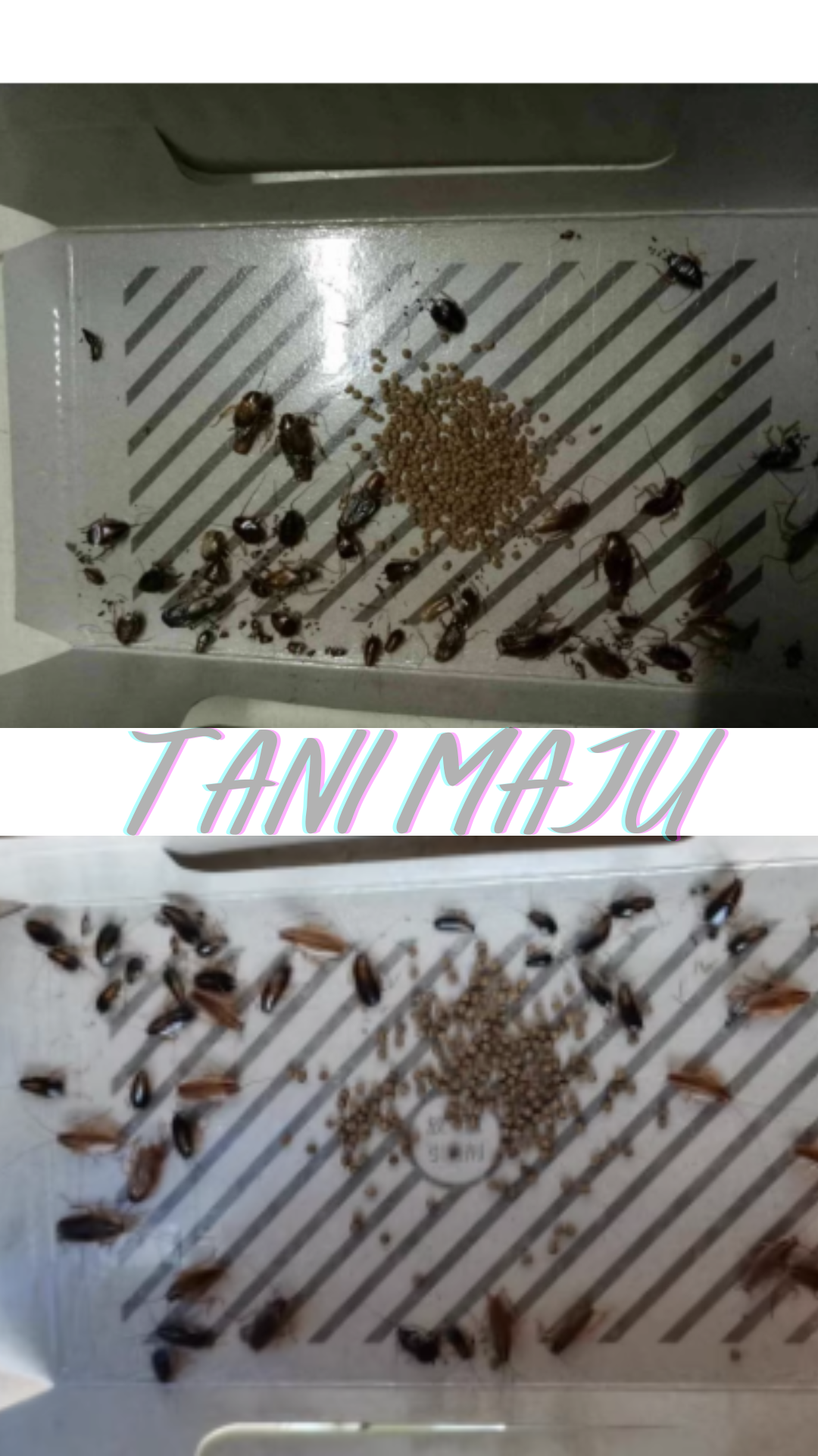 Extra Strong Adhesive Cockroach House Lizard Glue Sticky Trap / Umpan Perangkap Cicak Lipas / 壁虎蟑螂屋 / (Model 232)232