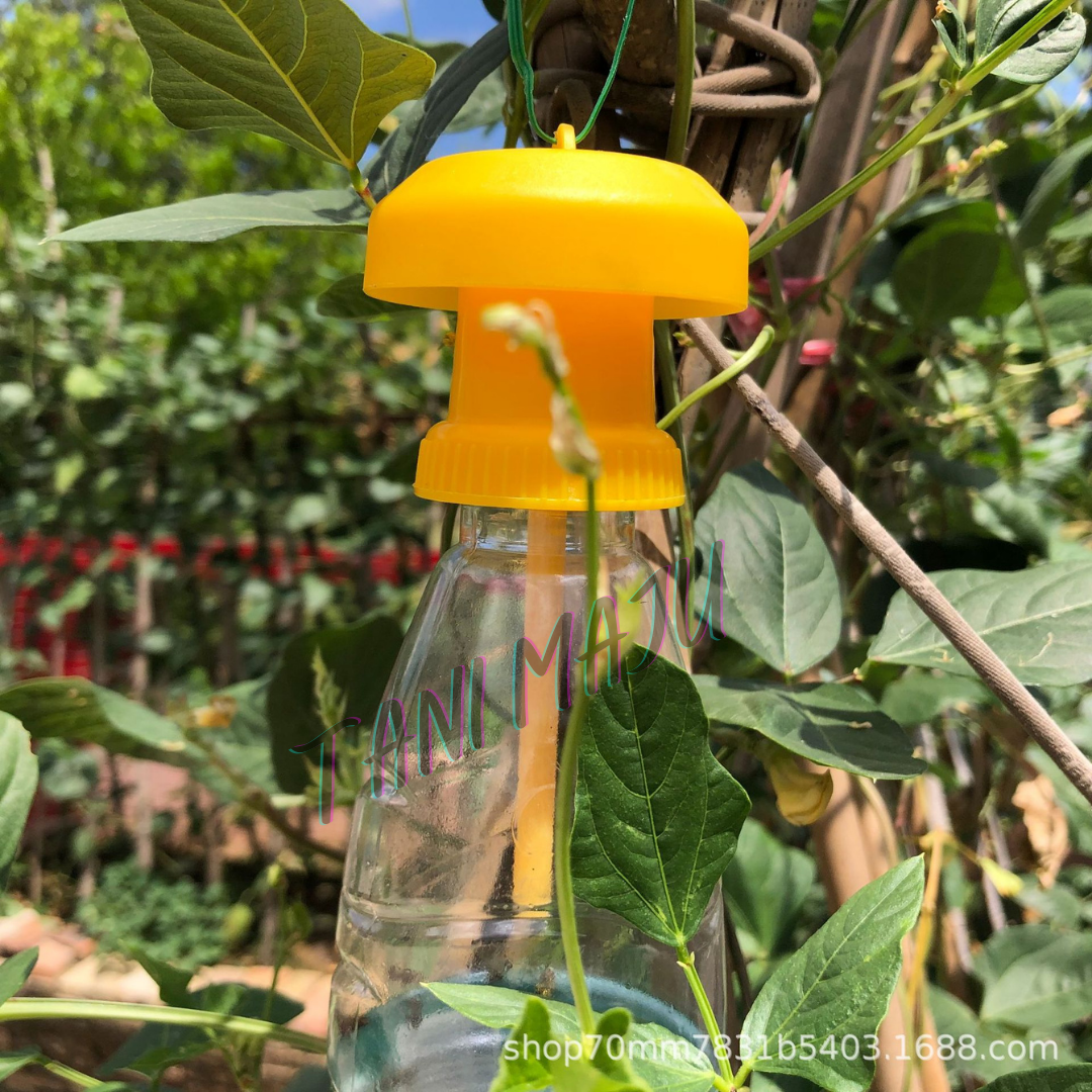 Perangkap Lalat Buah Fruit Fly Trap Ubat Attractant Feromone (Model 168)