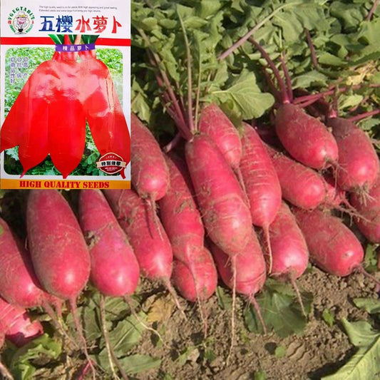 Lobak Merah/萝卜 (MODEL 176.5A)