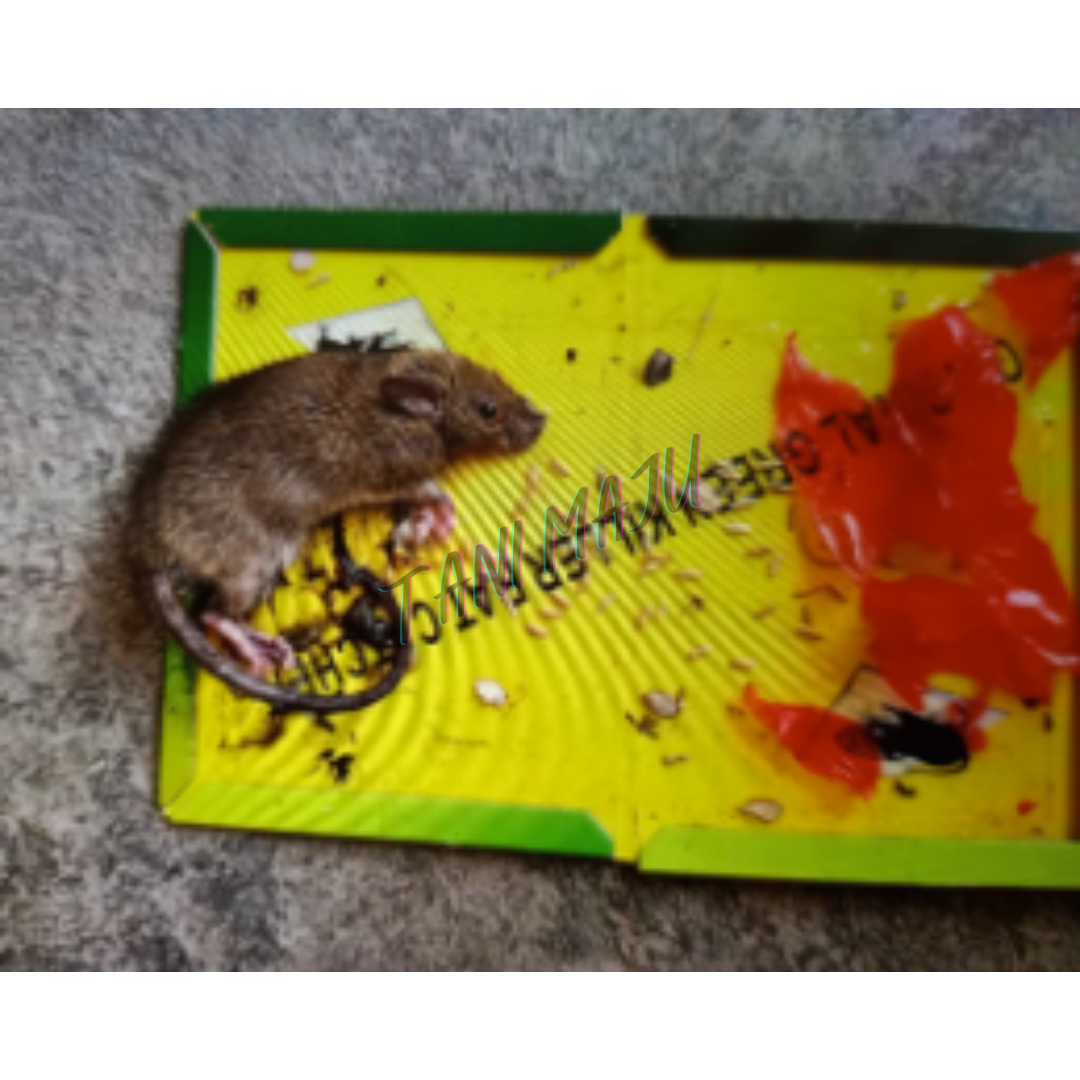 Super Mouse Glue Trap +FREE UBAT UMPAN (Model 234)