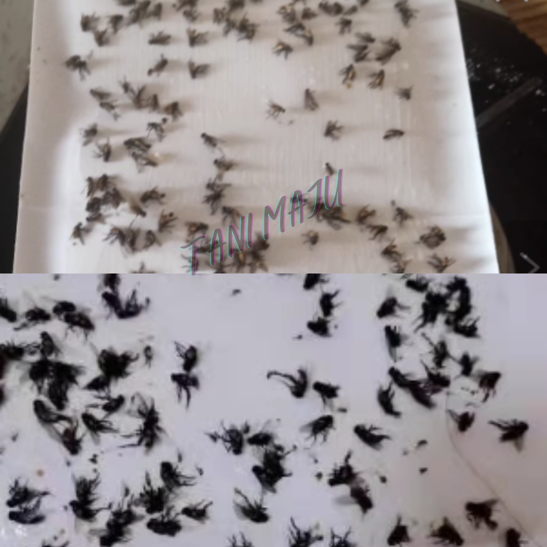 Fly Trap Pelekat Lalat 10pcs (Model 236)