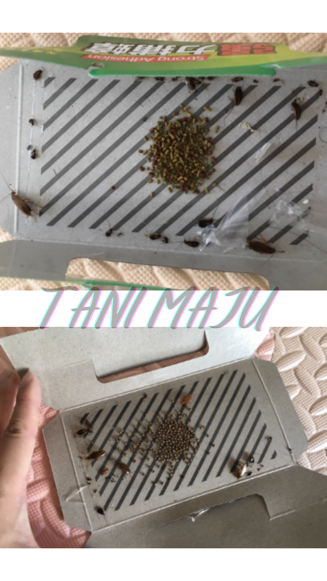 Extra Strong Adhesive Cockroach House Lizard Glue Sticky Trap / Umpan Perangkap Cicak Lipas / 壁虎蟑螂屋 / (Model 232)232