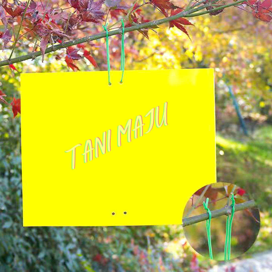 Pelekat serangga / Double-Sides Yellow Sticky Trap (Model 170)