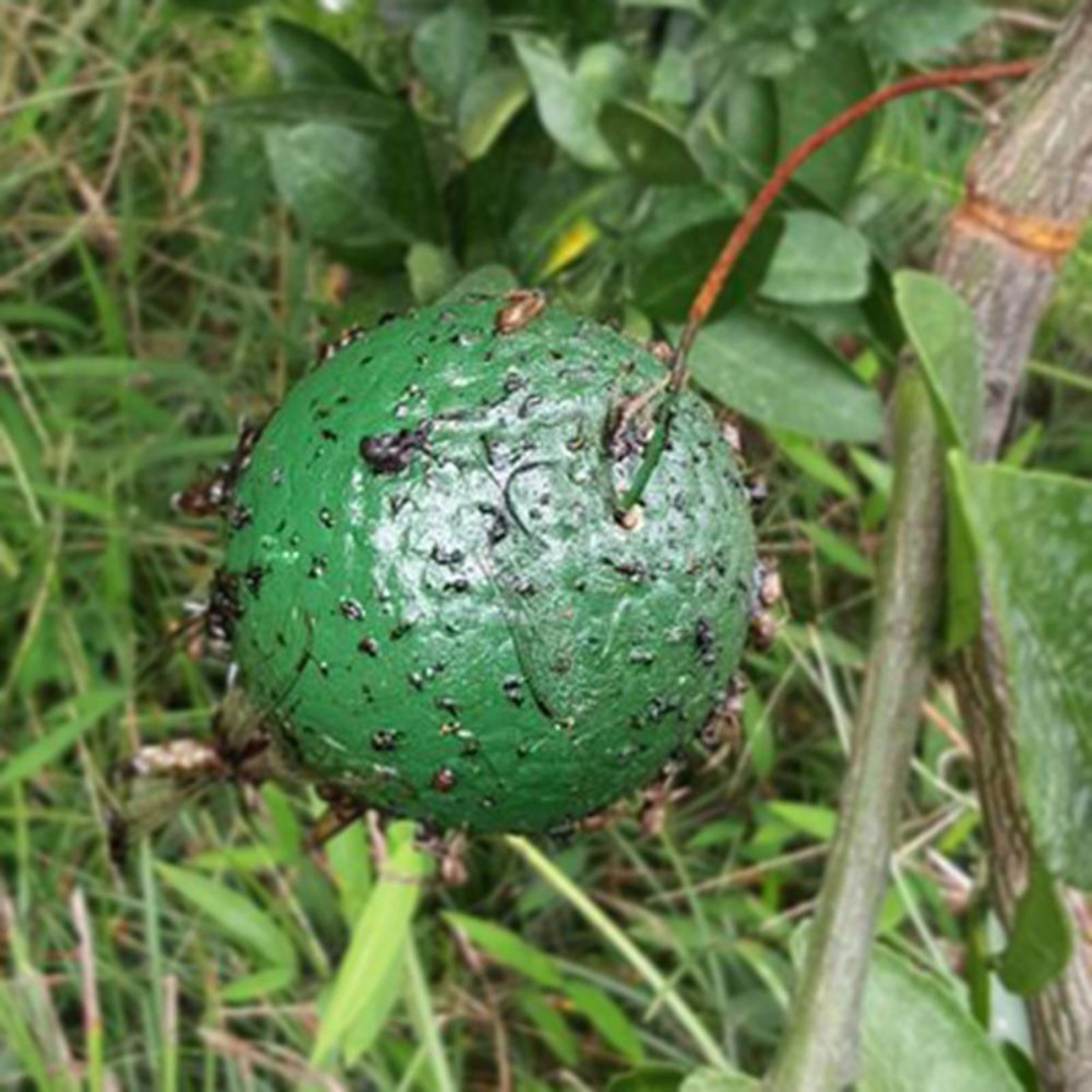 Perangkap Lalat Buah Pelekat Serangga (Model 167.4)
