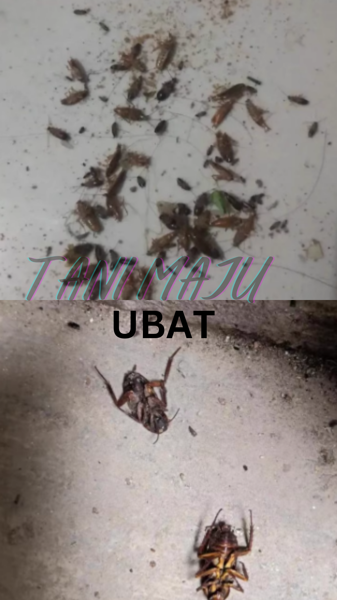 Extra Strong Adhesive Cockroach House Lizard Glue Sticky Trap / Umpan Perangkap Cicak Lipas / 壁虎蟑螂屋 / (Model 232)232
