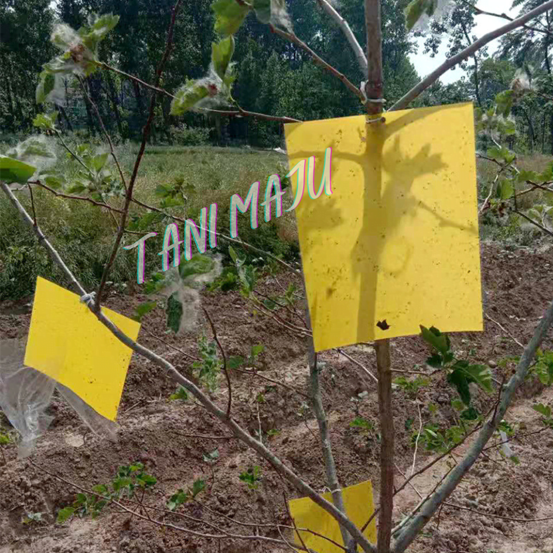 Pelekat serangga / Double-Sides Yellow Sticky Trap (Model 170)
