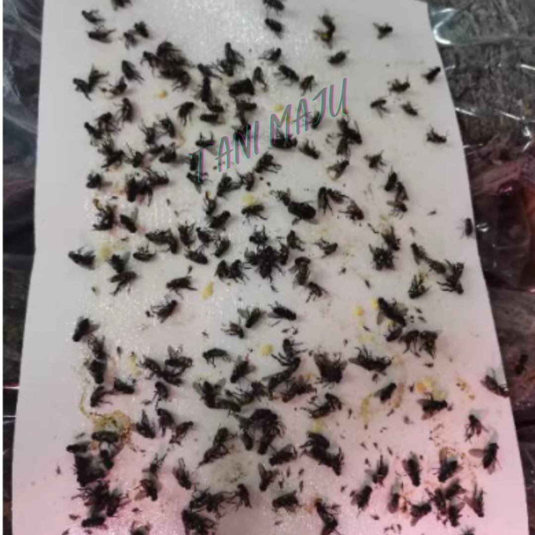Fly Trap Pelekat Lalat 10pcs (Model 236)