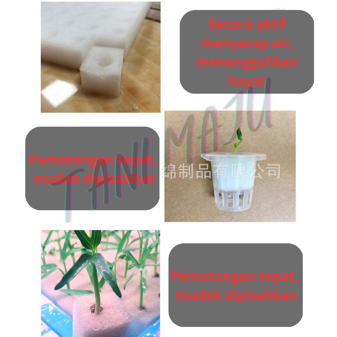 Hydroponic Germination Sponge 100 Cubes with holes for Seedling Aquaponic Semai Benih Hidroponik Span Percambahan  (Model 172)