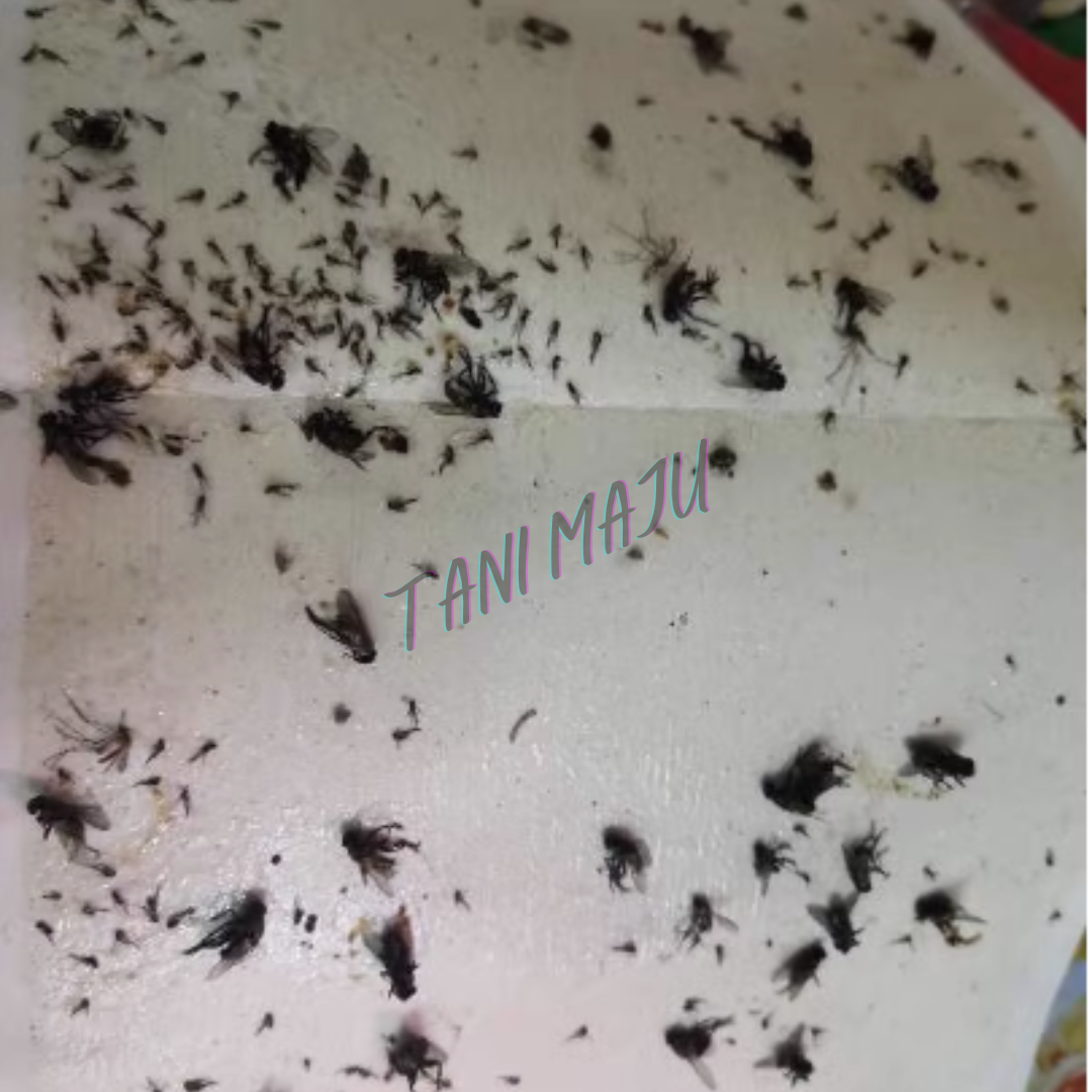 Fly Trap Pelekat Lalat 10pcs (Model 236)