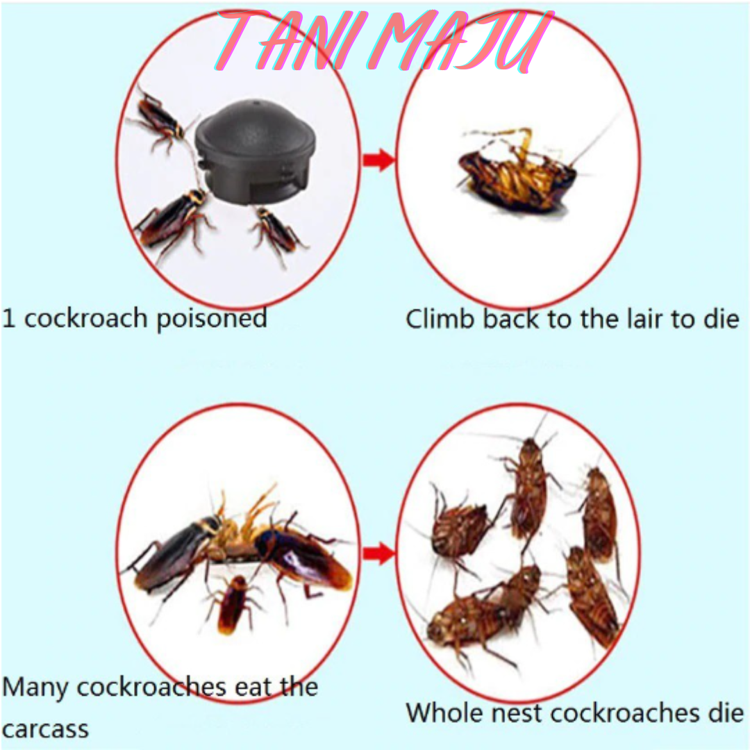 【Japan Imported】 12pcs/Box Cockroach Catch Room Black Box Trap Killer Non-toxic Safe/ Japanese Kill Cockroach / (Model 259)
