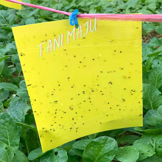 Pelekat serangga / Double-Sides Yellow Sticky Trap (Model 170)