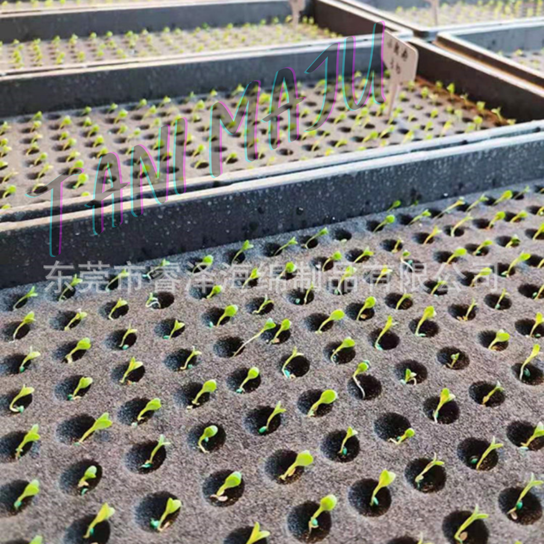Hydroponic Germination Sponge 100 Cubes with holes for Seedling Aquaponic Semai Benih Hidroponik Span Percambahan  (Model 172)