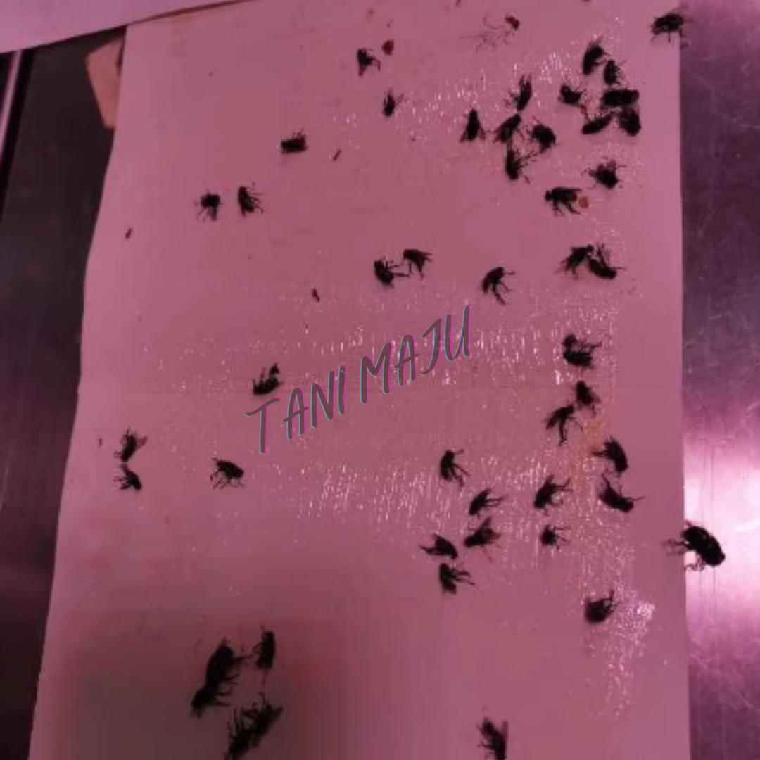 Fly Trap Pelekat Lalat 10pcs (Model 236)